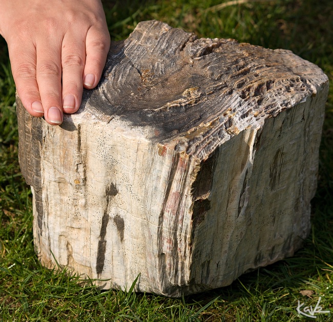 Křemen (var. Zkamenělé Dřevo)